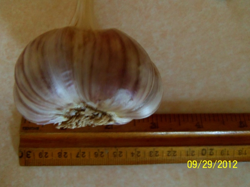Garlic 100_3012