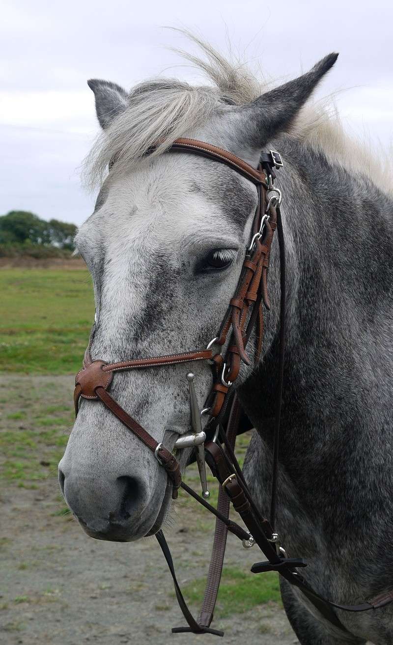 Portrait d'un poney P1060710