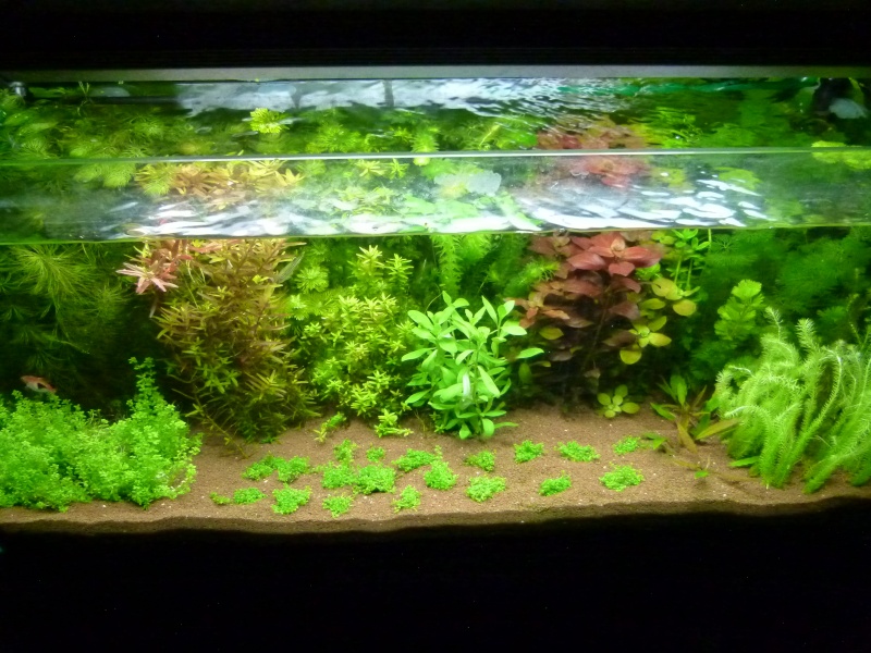 [nouvelles photos p4 !]Aquarium 100 litres de Laizer - Page 2 Aquari26