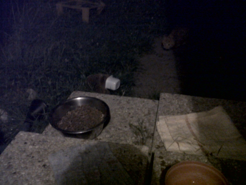 Un hérisson qui viens toute les nuits dans mon jardin ... Img-2010