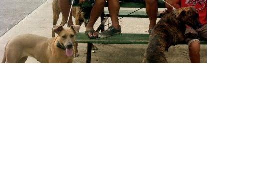 Lost my dogs in Kahuku Dogs_c11