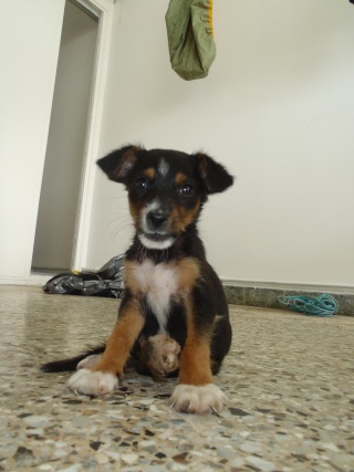Chien créole
