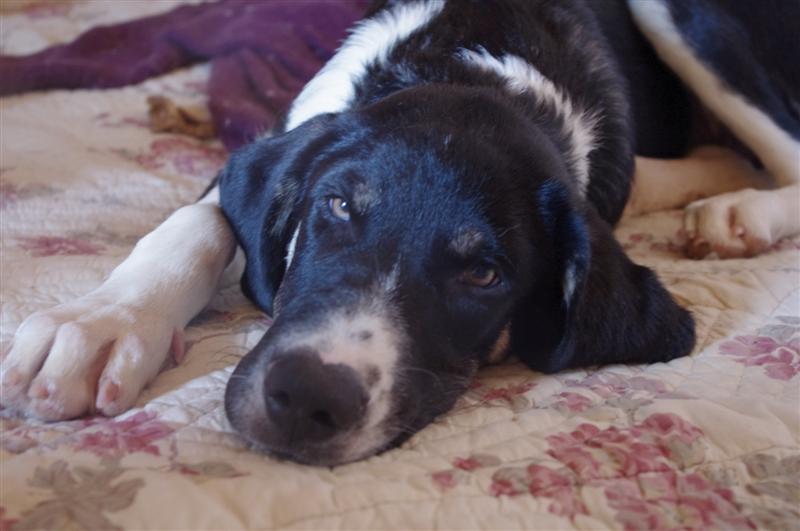 Sophie, chiot de grande taille, mai 2012 Imgp1913