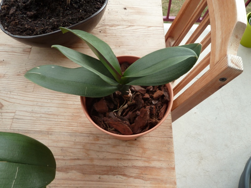 Phalaenopsis mal en point P1000316