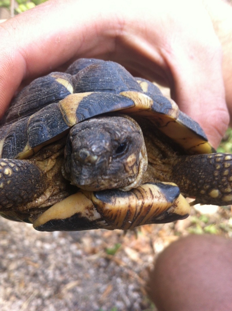 Mais d'ou viennent ces tortues ?? Tortue10