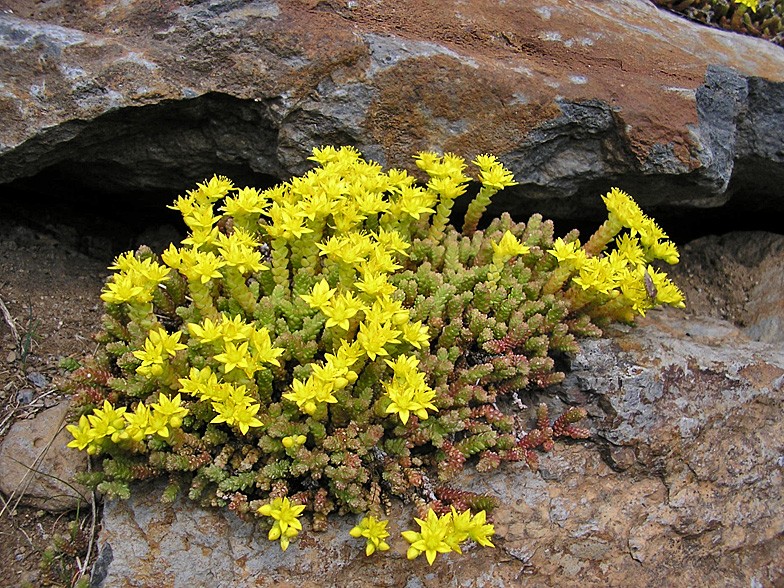 sedum ? Sedum_12