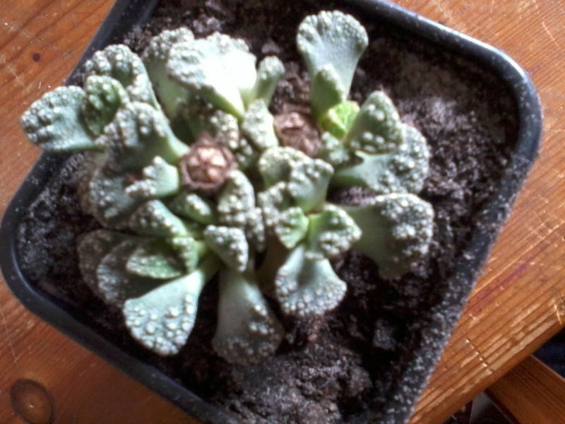 une [titanopsis calcarea] 20120813