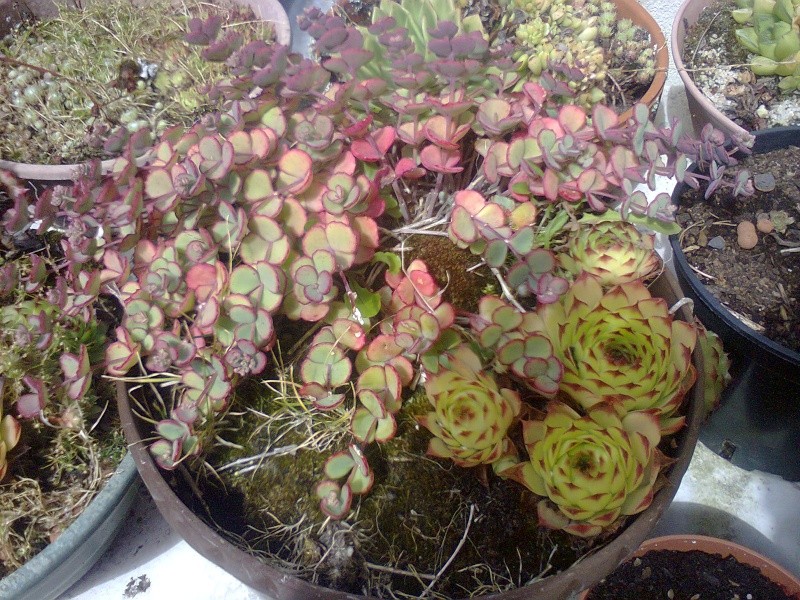 est ce une succulente ? Photo010