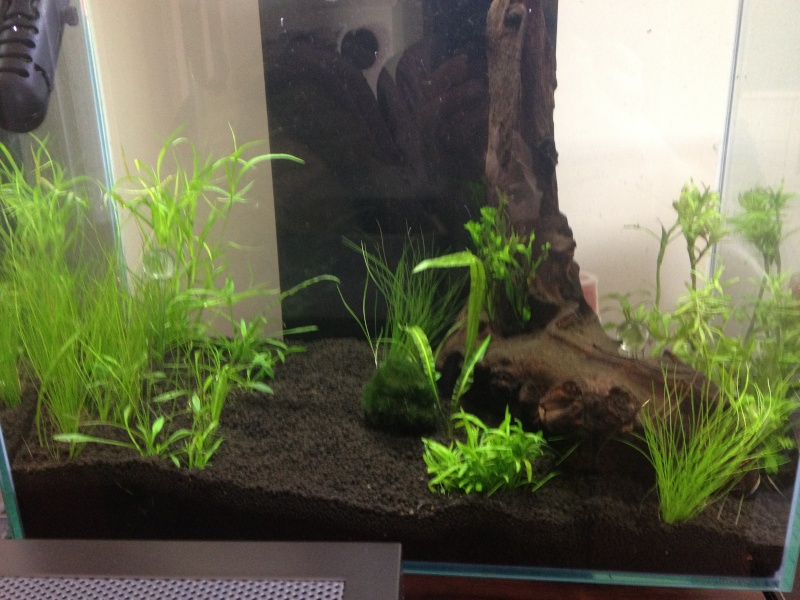 Fluval Edge 46L community planted tank... Img_0610