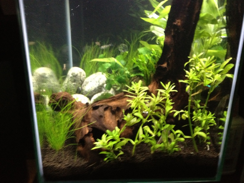 Fluval Edge 46L community planted tank... Img_0612