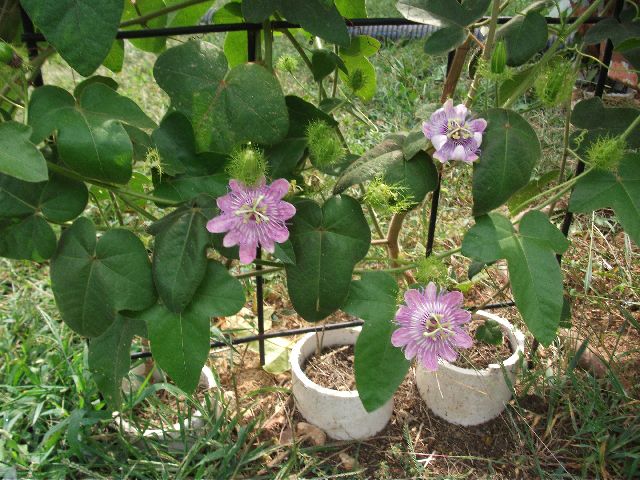 Help Which Passiflora Is This Dscf6217