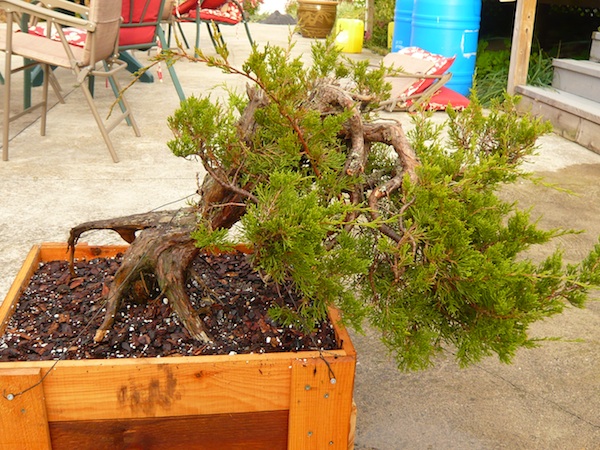 Collecting Eastern Red Cedar- Juniperus virginiana  P1150113
