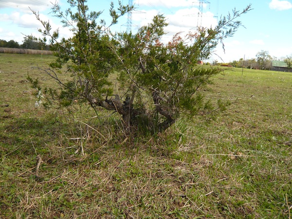 Collecting Eastern Red Cedar- Juniperus virginiana  P1150116