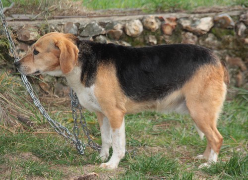 PENNY, beagle femelle, 12 ans, SPA de chateaudum - en FA chez moi 117