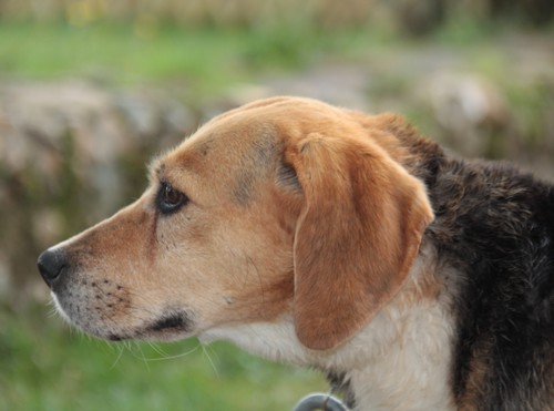 PENNY, beagle femelle, 12 ans, SPA de chateaudum - en FA chez moi 315