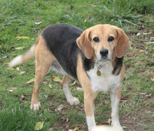 PENNY, beagle femelle, 12 ans, SPA de chateaudum - en FA chez moi  515