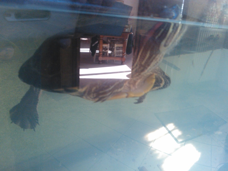 tortue de floride yeux fermées dans l'eau Wp_00011