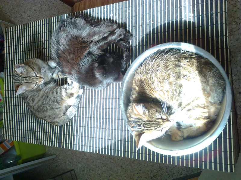Quatre nouveaux chatons. Photo015
