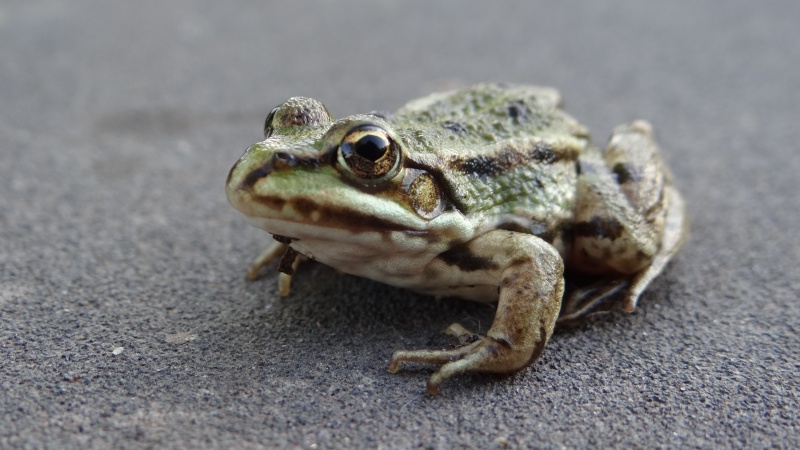 [Pelophylax sp.] Grenouille verte ?  Dsc05110