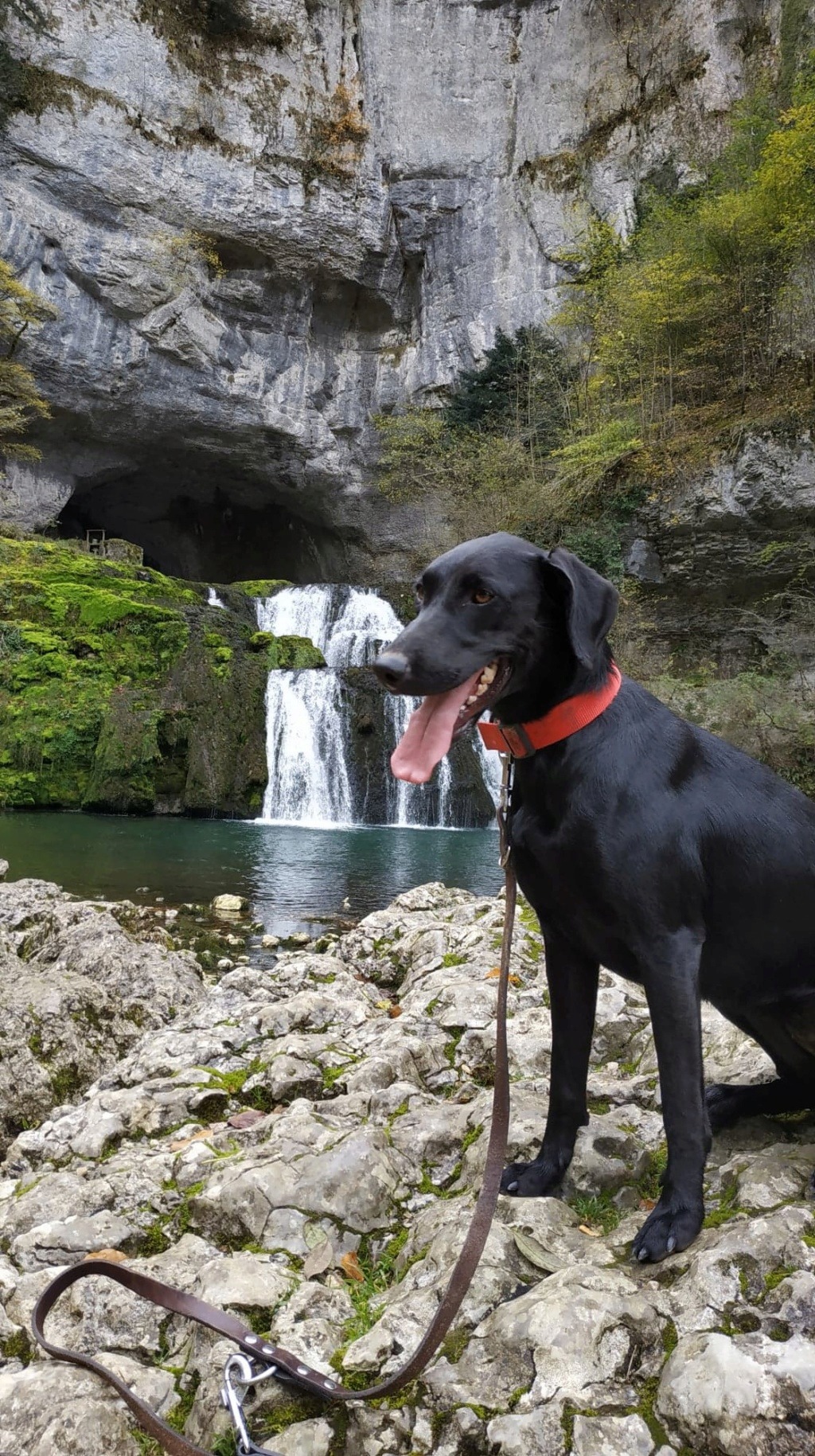 MISS croisée berger 1 ans - F 46628610