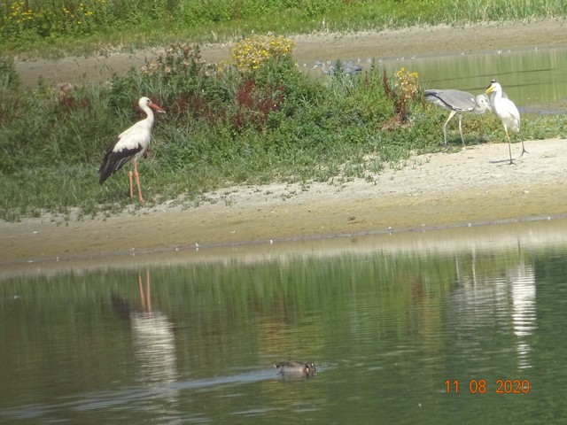 [Autres voyages/France] LA BAIE DE SOMME Dsc02029