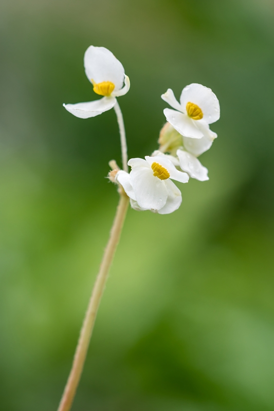 Begonia - Begonien - Seite 5 Begoni10