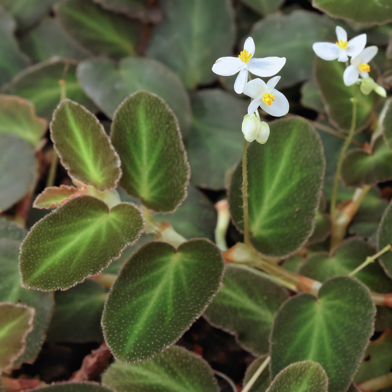 terrarium - Begonia - Begonien - Seite 6 Begoni23