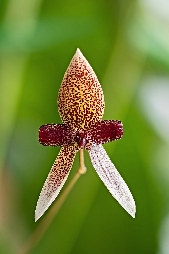 Bulbophyllum elassoglossum Bulbop15