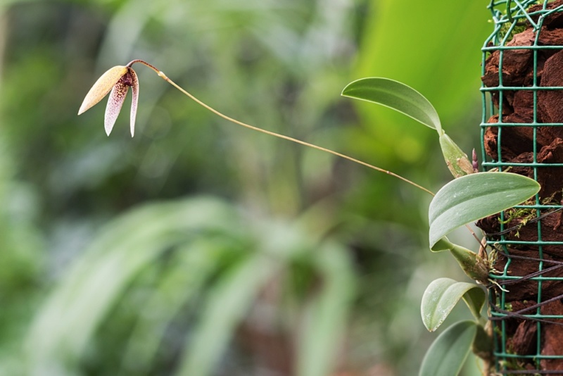 Bulbophyllum elassoglossum Bulbop17
