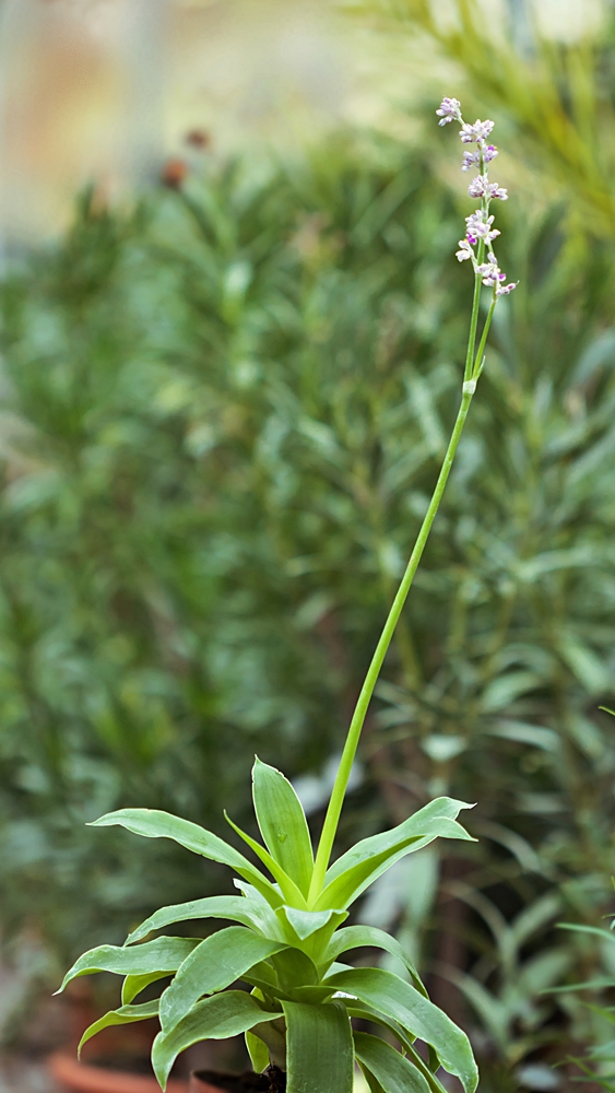 Callisia warszewicziana Callis10