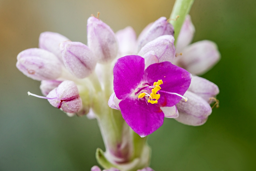 Callisia warszewicziana Callis12