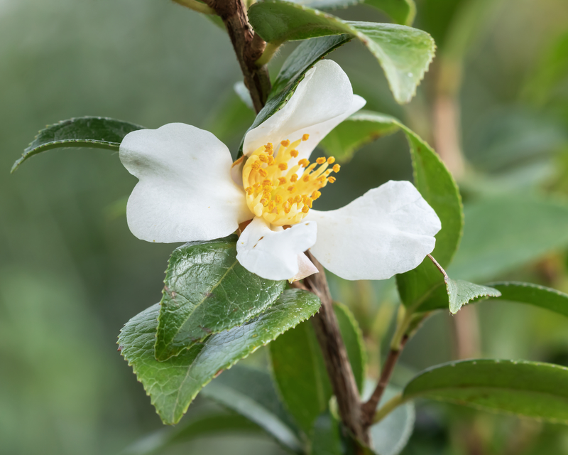 Camellia - Kamelien - Seite 12 Camell11