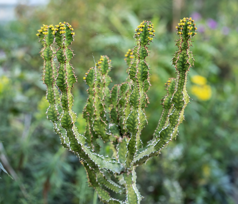 Euphorbia pseudocactus Euphor23