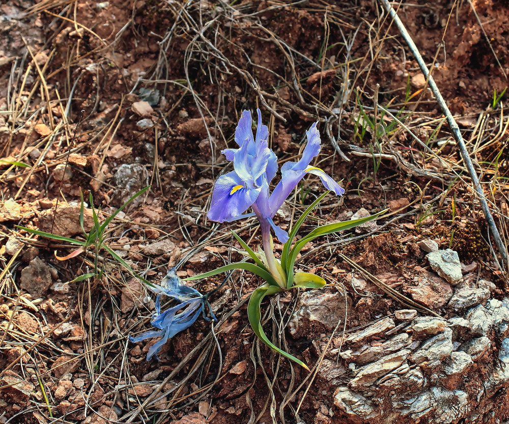 Schwertliliengewächse: Iris, Tigrida, Ixia, Sparaxis, Crocus, Freesia, Montbretie u.v.m. - Seite 30 Iris_p10