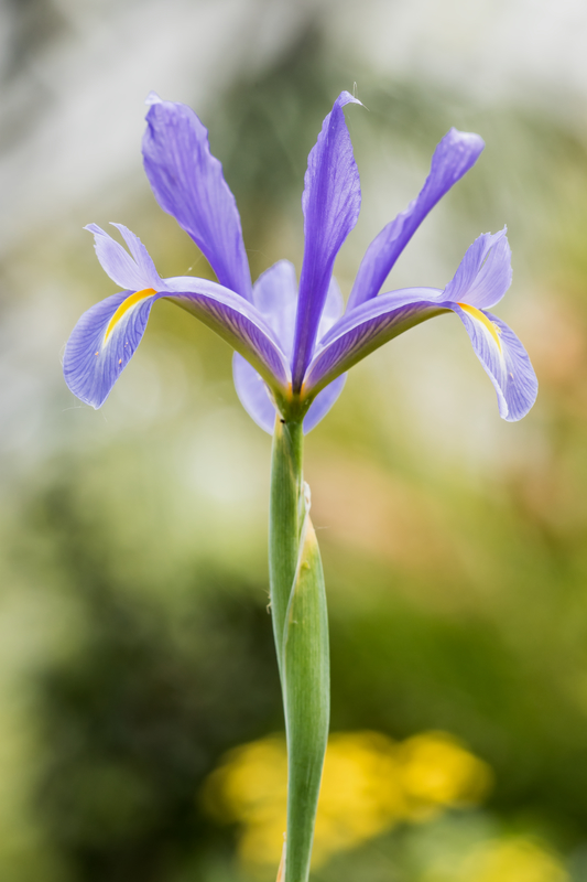 Schwertliliengewächse: Iris, Tigrida, Ixia, Sparaxis, Crocus, Freesia, Montbretie u.v.m. - Seite 30 Iris_x10