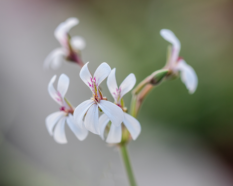 Pelargonium - Pelargonien - alle nichtsukkulenten Arten und Sorten - Aussaat - Stecklinge - Seite 23 Kaktf103