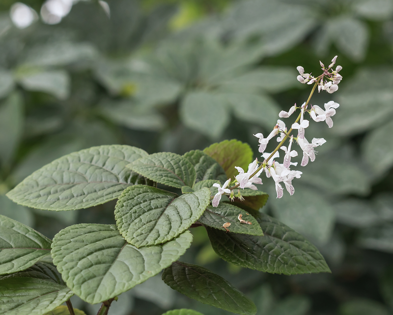 Lippenblütler (Lamiaceae oder Labiatae) - z.B. Basilikum, Melisse, Salbei, Thymian u.v.m. - Seite 2 Kaktfo18