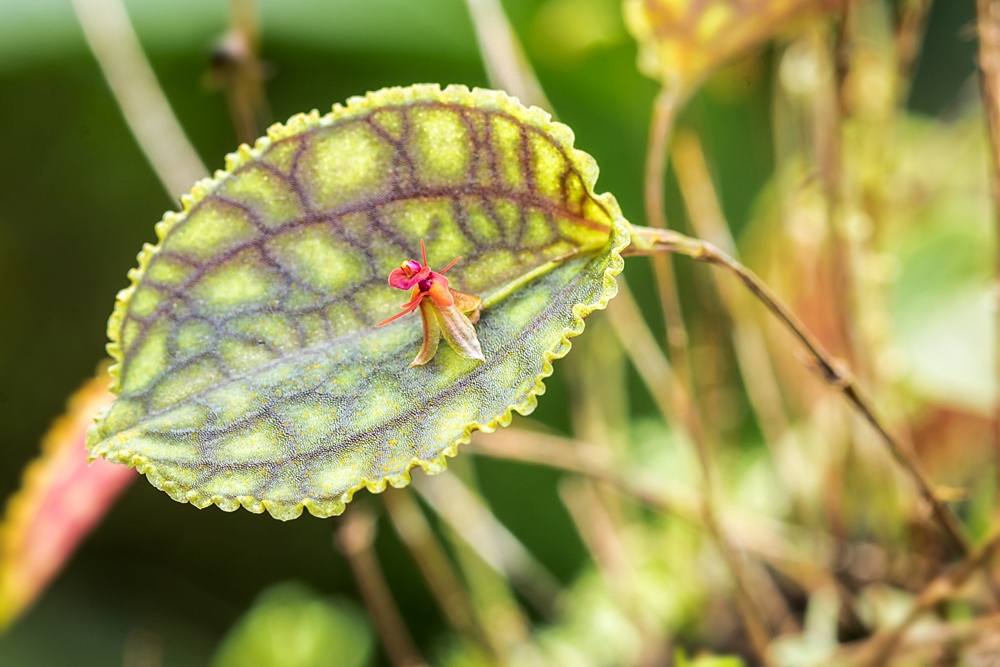 Lepanthes calodictyon Lepant10