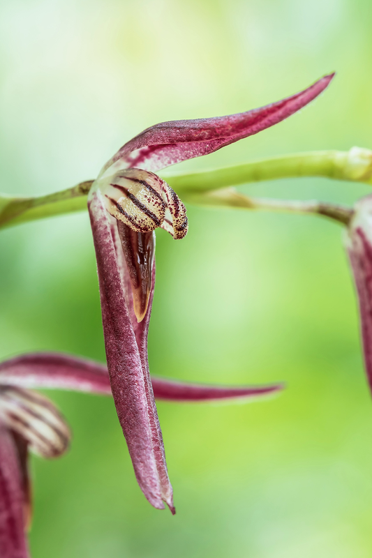 Stelis megachlamys (Syn. Pleurothallis tuerckheimii, Dracontia tuerckheimii) Orch_s10