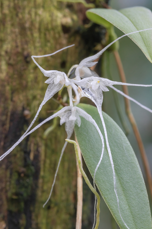 Bulbophyllum trifilum Orchf105