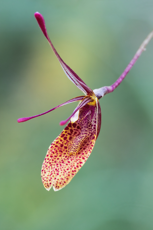 Makroaufnahmen von Miniaturorchideen - Seite 6 Orchfo13
