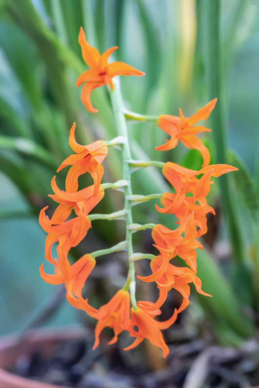 Brassia aurantiaca (Syn. Ada aurantiaca) Orchfo35