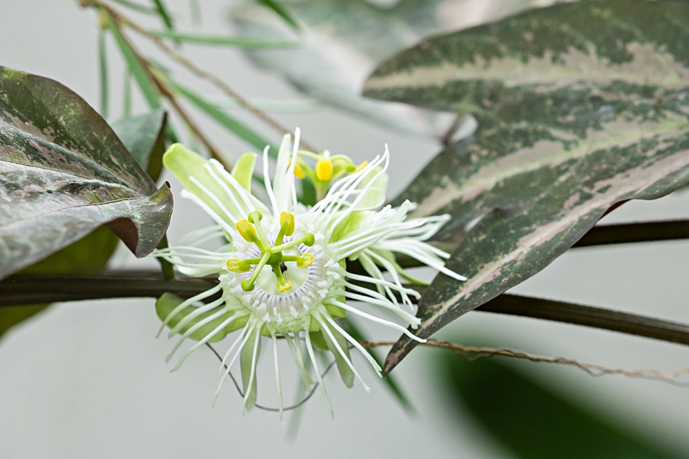 Passiflora - Passionsblume - kleine "Juwelen" - alles über Aussaat, Pflege, Vermehrung und natürlich Blütenbilder :) - Seite 35 Passif15