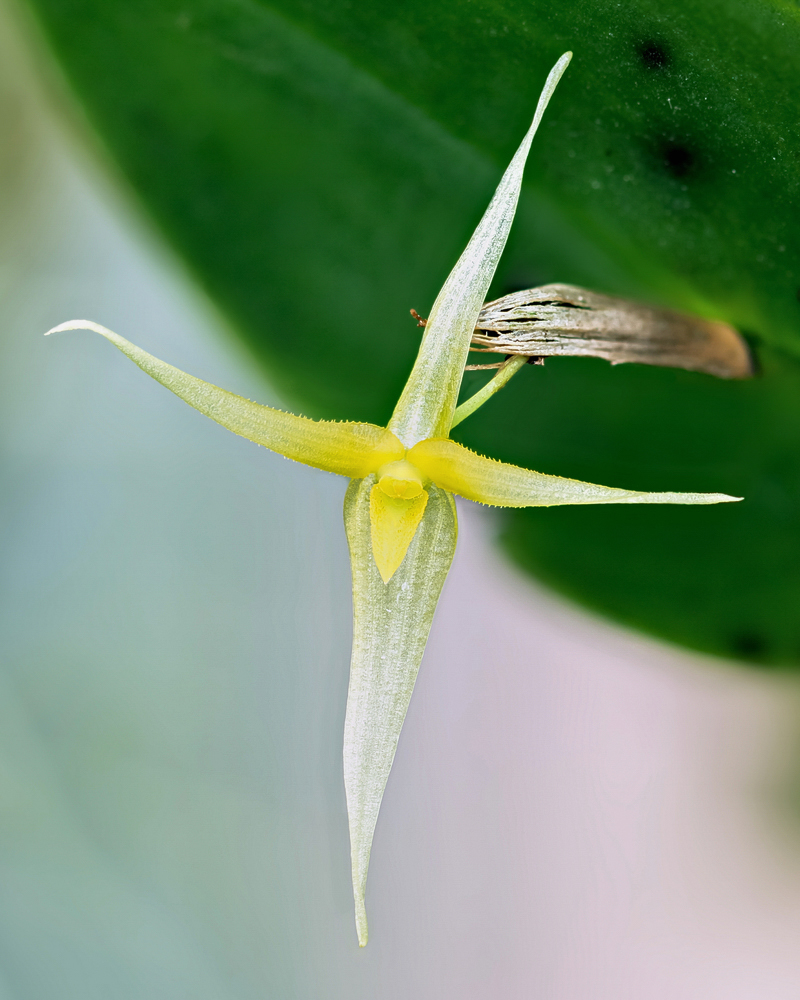 Makroaufnahmen von Miniaturorchideen Pleuro17