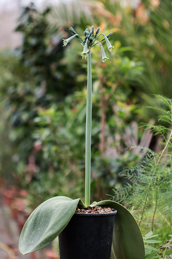 überwintern - Amaryllisgewächse - Amaryllidaceae (Hippeastrum, Clivia, Nerine, Amaryllis, Agapanthus, Allium, Narcissus & Co.) - Teil 1 - Seite 74 Rauhia11