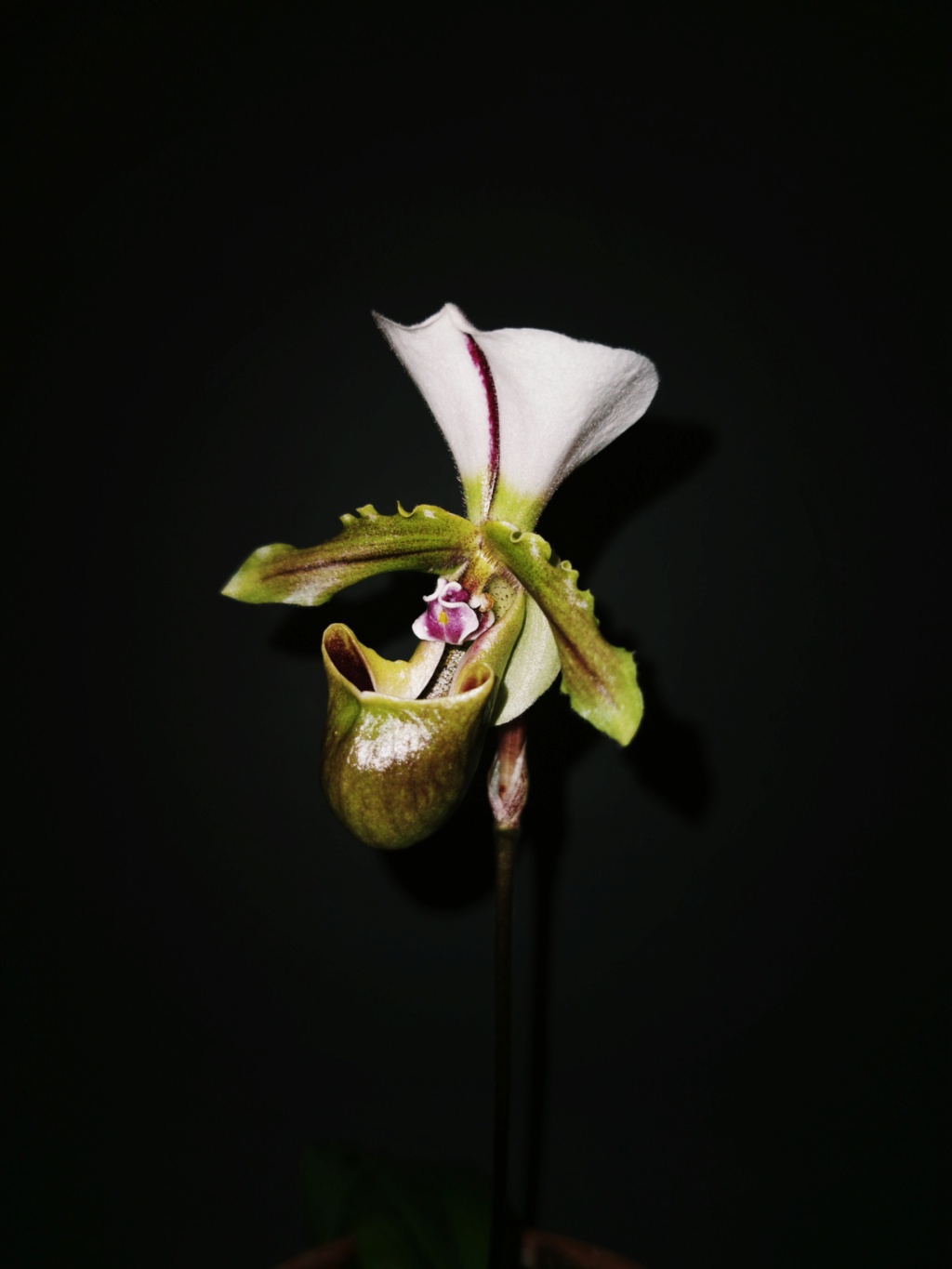 Orchidées chez Féfé, Fin 2020 Paphio11