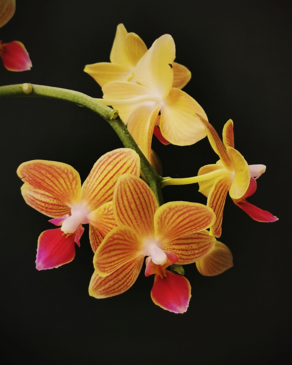 Orchidées chez Féfé, Fin 2020 Phalae10