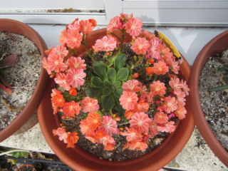 Lewisia Img_0312