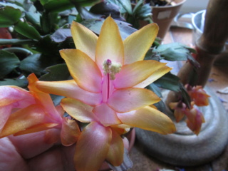 Schlumbergera  Img_6013