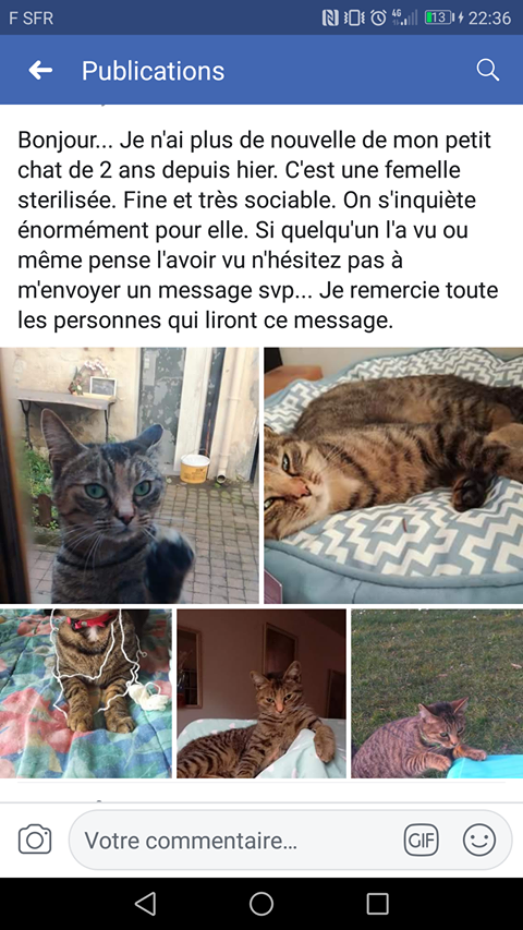 Perdu chatte tigrée de 2/3 ans à Mériel début août 2018 Chat_p10